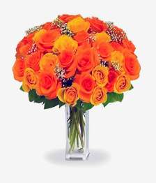 name: 36 Premium Orange Roses
