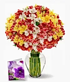 name: 200 Blooms of Peruvian Lilies