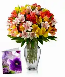 name: 50 Blooms of Peruvian Lilies