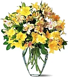 name: Yellow Alstromeria