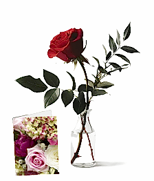 name: Crimson Kiss
