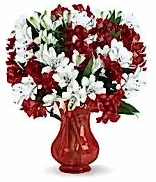 name: 100 Blooms of Holiday Alstroemeria