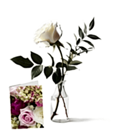 name: Snowdrop Solo