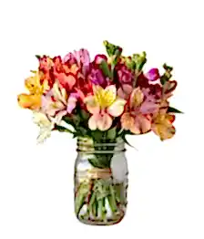 name: Thirty Blooms of Alstroemeria in Mason Jar