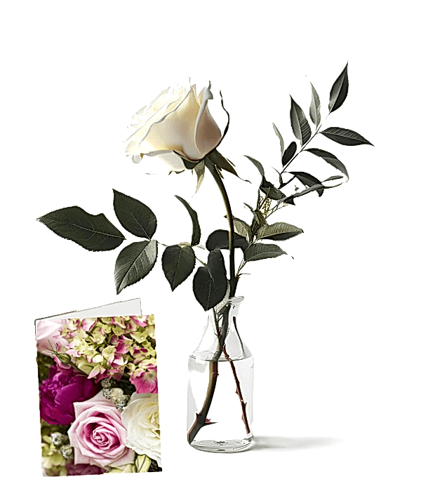 Snowdrop Solo